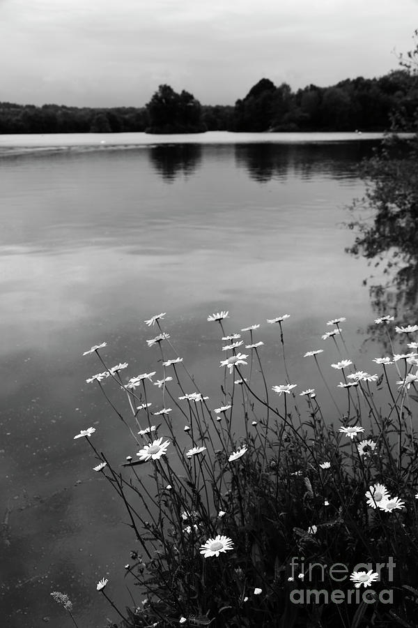 Ox-Eye Daisies and Haysden Water Black and White Kent England Photograph by James Brunker