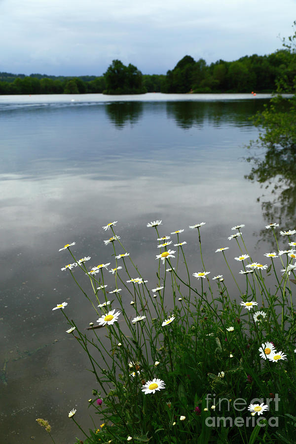 Ox-Eye Daisies and Haysden Water on a Stormy Afternoon Kent England Photograph by James Brunker