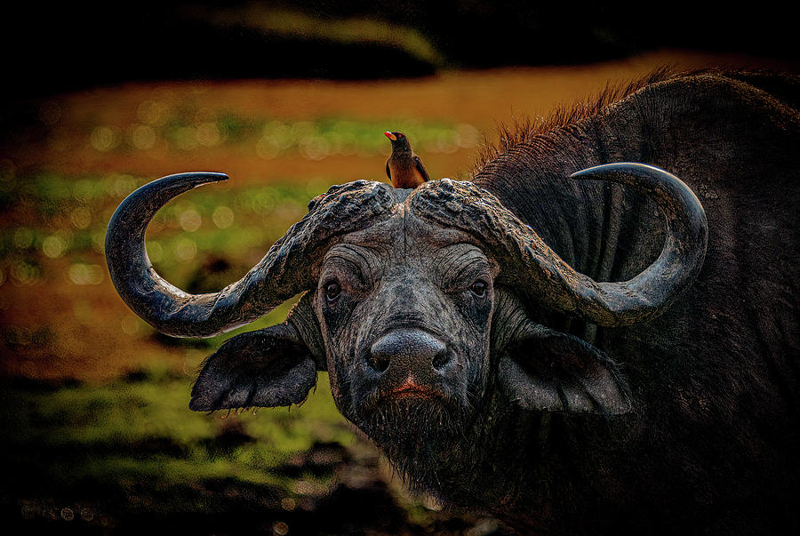 Ox Pecker  Photograph by Darcy Dietrich