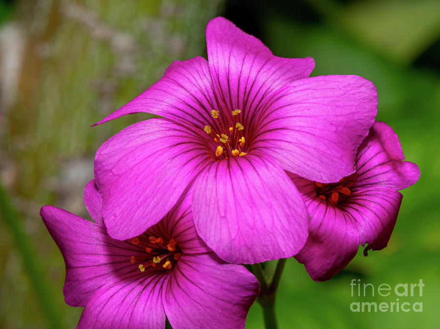 Flower Photograph - Oxalis, 1 by Glenn Franco Simmons