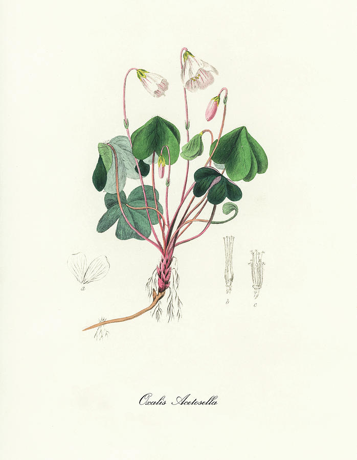 Nature Digital Art - Oxalis Acetosella - Wood Sorrel - Medical Botany - Vintage Botanical Illustration - Plants and Herbs by Studio Grafiikka