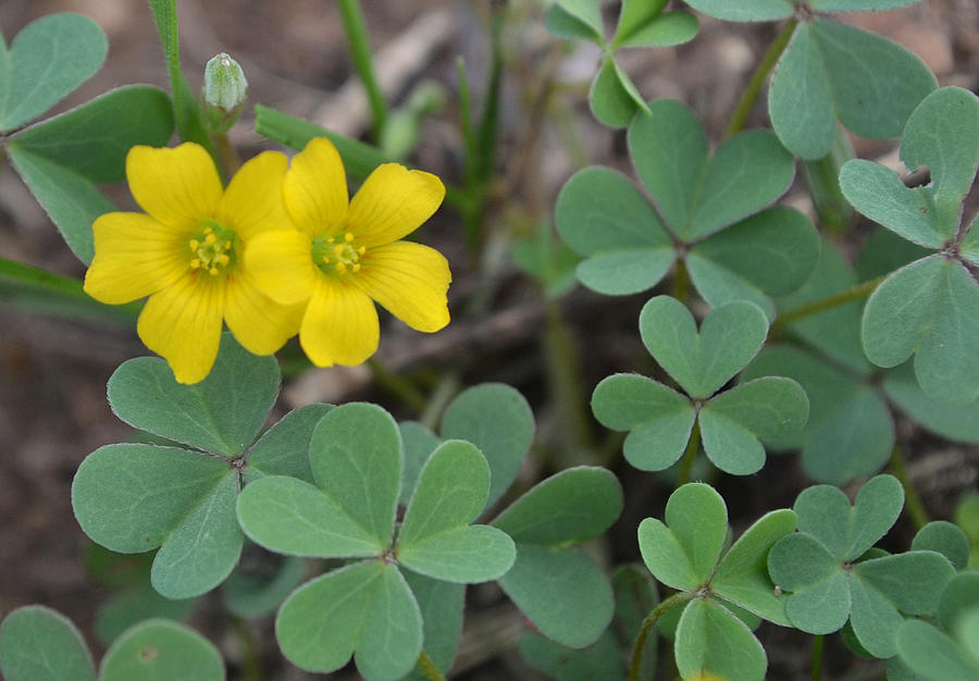 Oxalis Flowers and Heart Leaves Photograph by Gaby Ethington