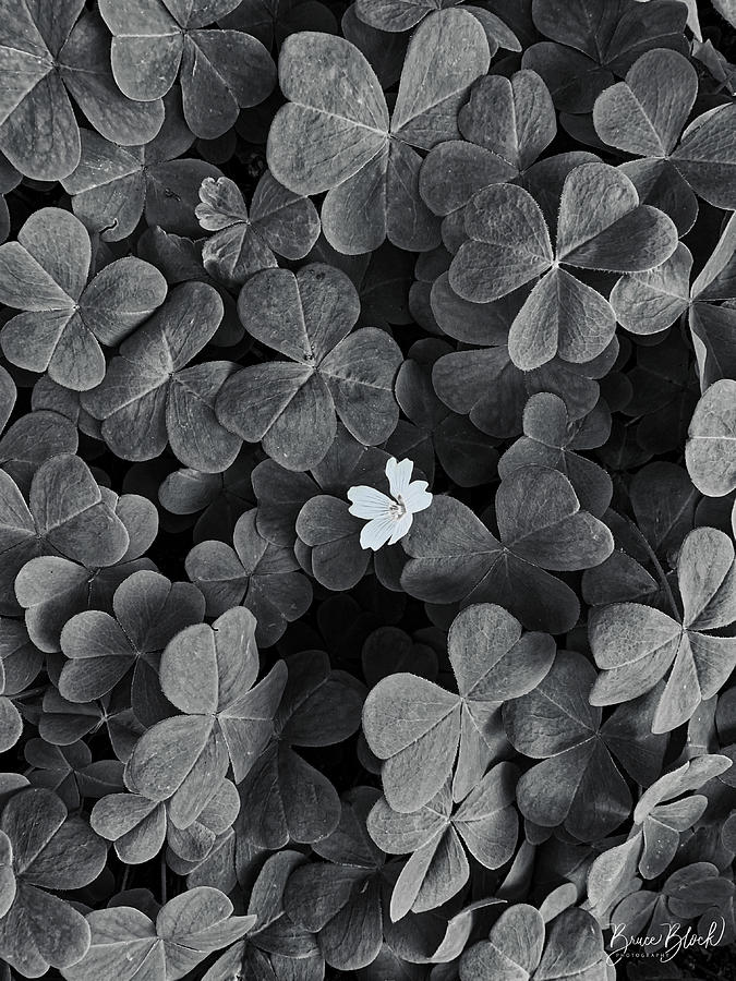 Oxalis in black and white Photograph by Bruce Block
