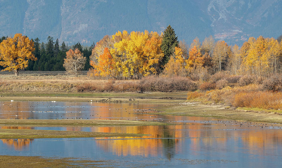 Oxbow Bend Reflection Photograph by Julie Barrick