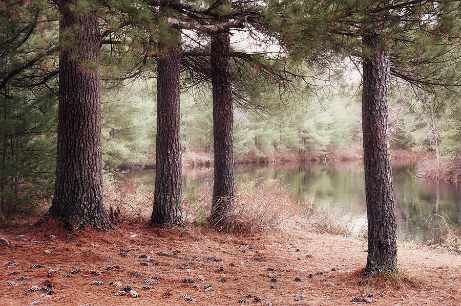 Oxbow Lake Pines Photograph