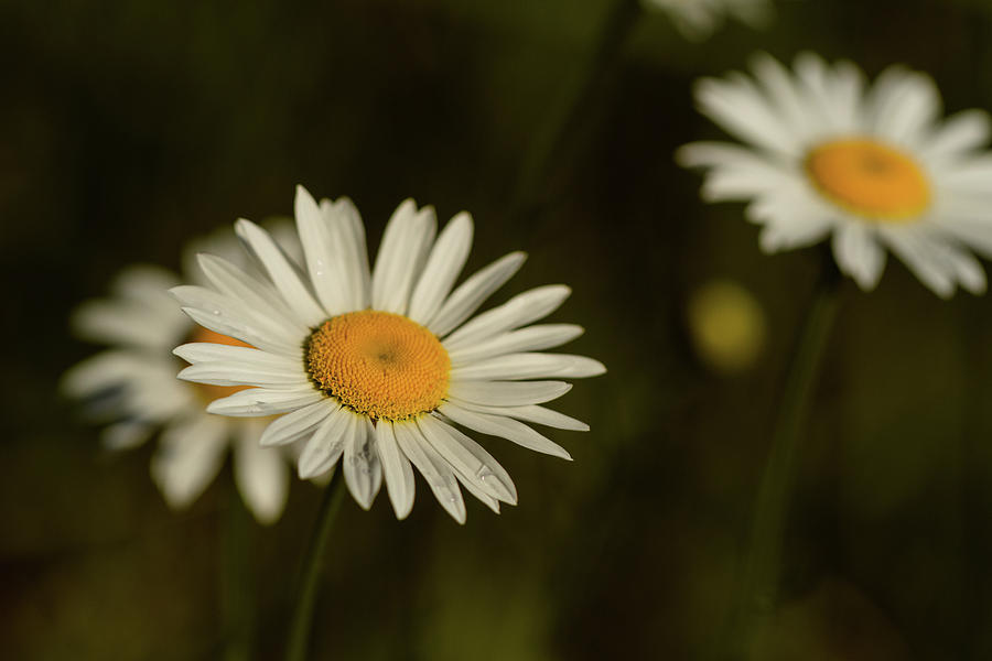 Oxeye Daisies in the Morning 1 Photograph by Joni Eskridge