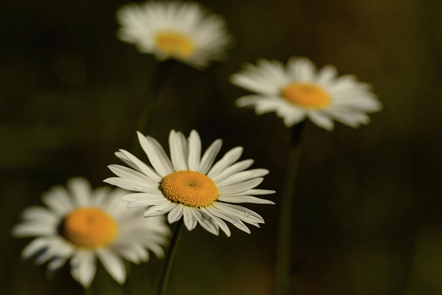 Oxeye Daisies in the Morning 2 Photograph by Joni Eskridge