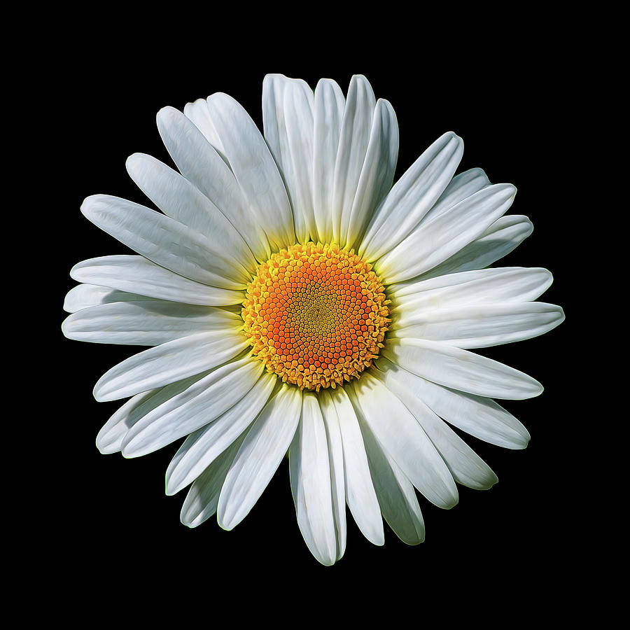 Oxeye Daisy on Black Photograph by Bill and Linda Tiepelman