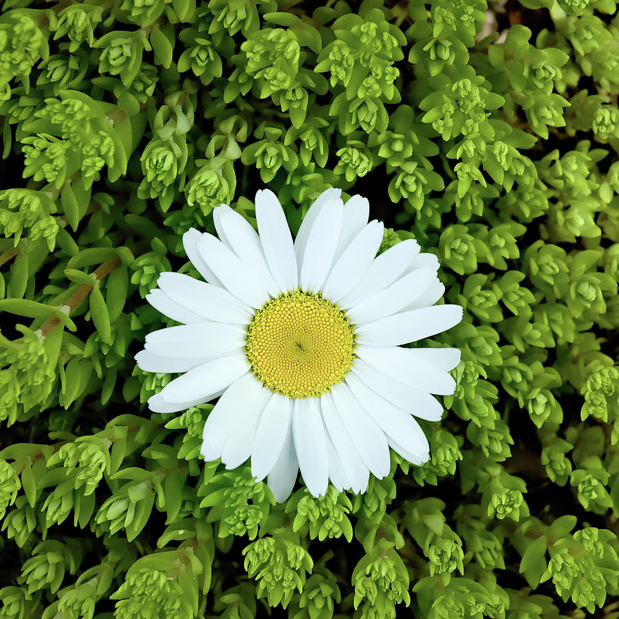 Oxeye Daisy Surrounded Photograph by Gary Slawsky