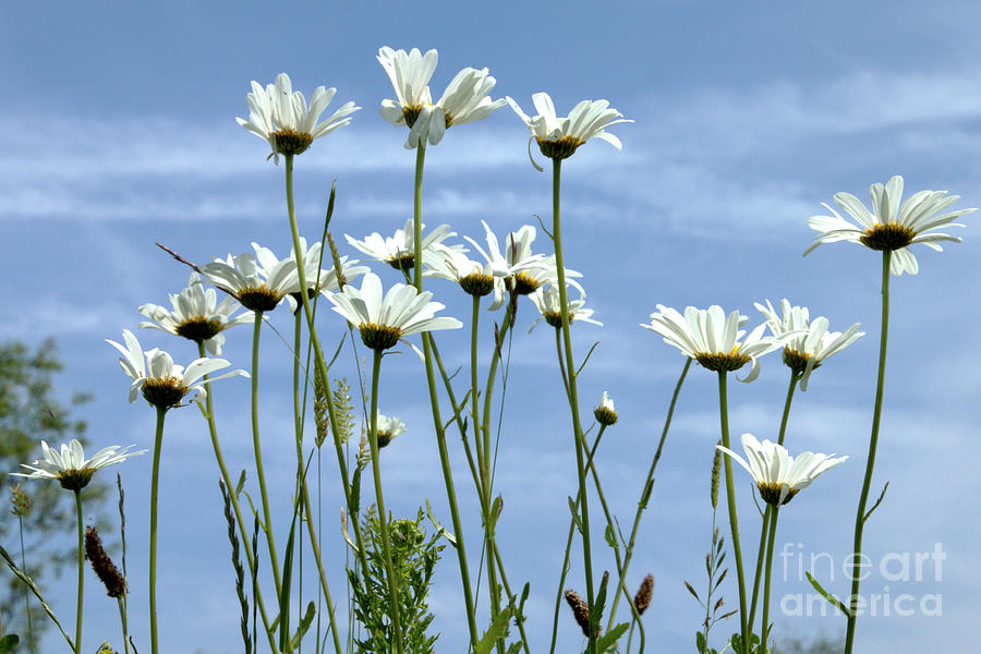 Oxeye daisys Photograph by Stephen Melia