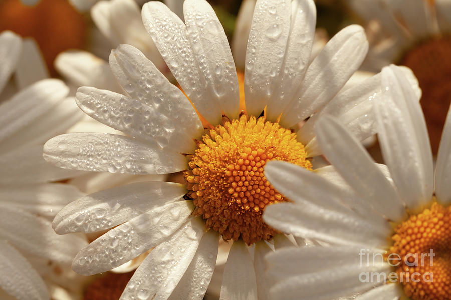Oxeye wild daisys close up with morning dew drops Photograph by Simon Bratt