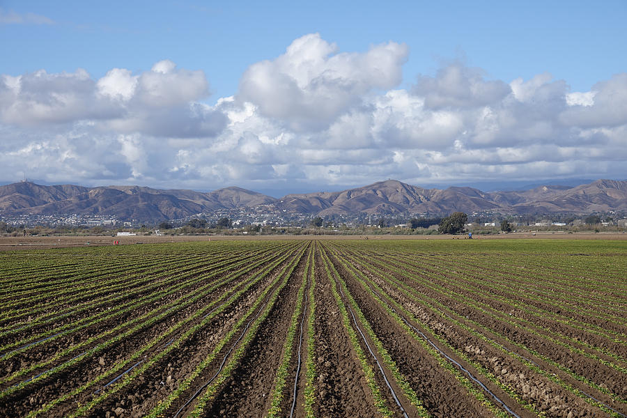 Oxnard agriculture and Ventura Foothills Photograph by Patricia Marroquin