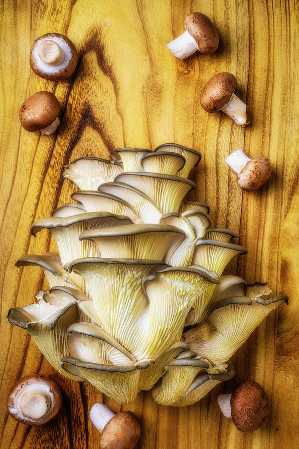 Oyster And Baby Bella Mushrooms Photograph by Garry Gay Fine Art America