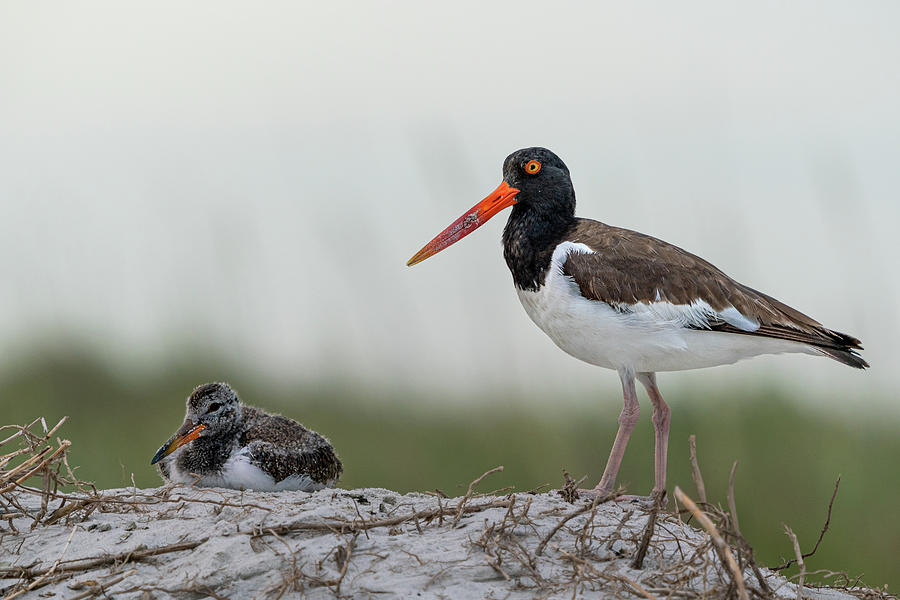 Oyster Catcher and Chick Photograph by Jim Miller