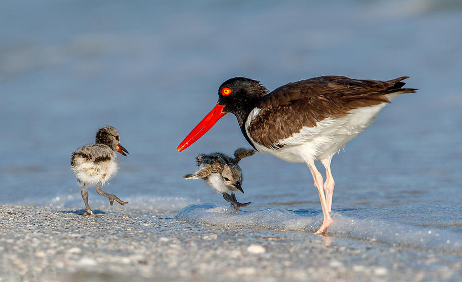 Wildlife Photograph - Oyster Catcher chicks surfing by Judy Rogero