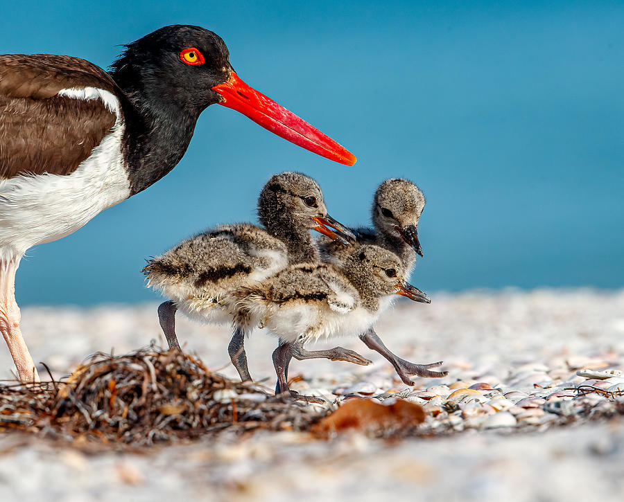 Oyster Catcher Family Photograph by Judy Rogero