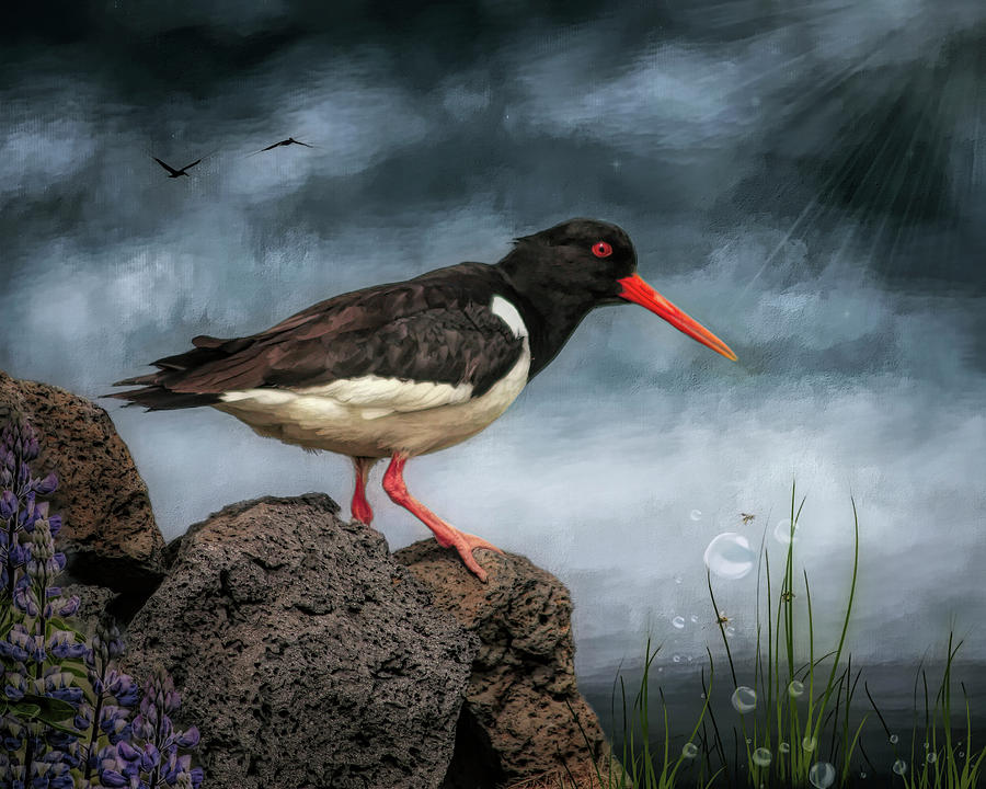 Oyster Catcher Digital Art by Maggy Pease
