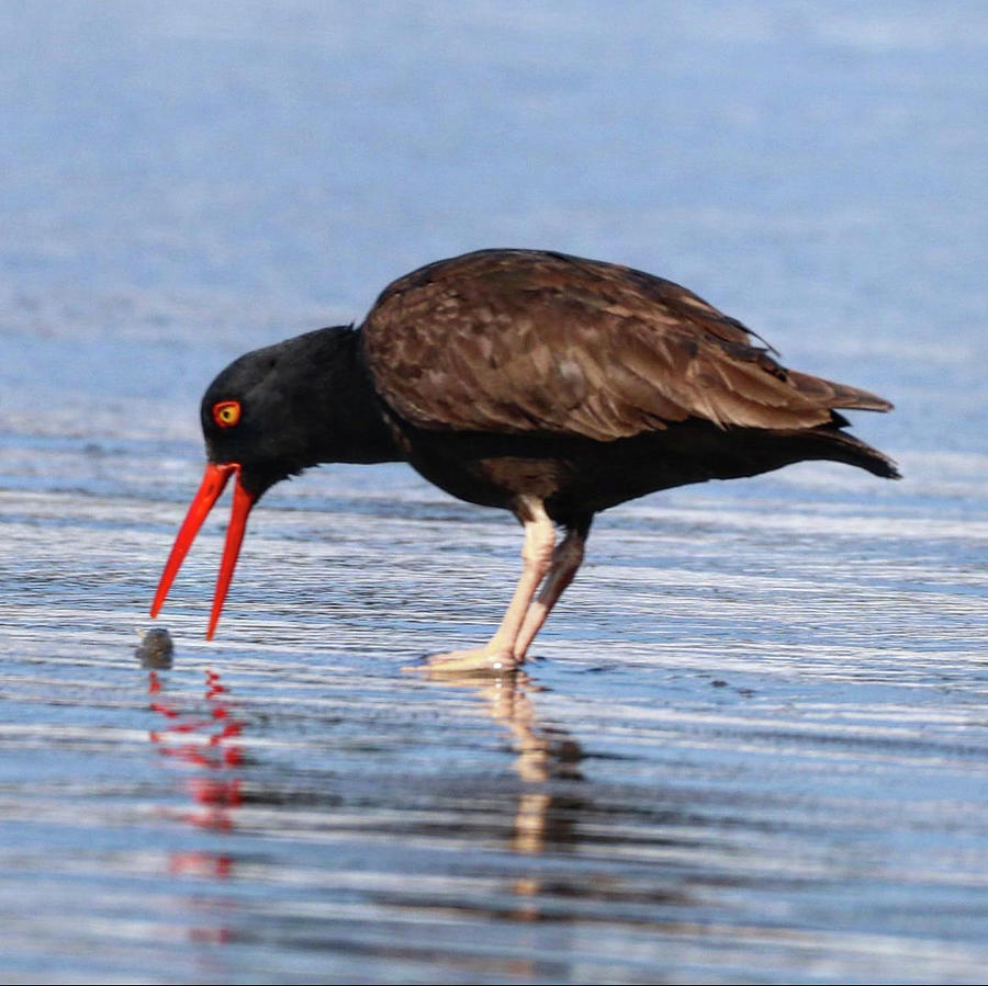 Oyster Catcher Photograph by Perry Hoffman