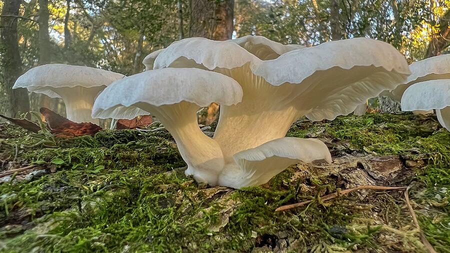 Oyster Mushrooms #2 Photograph by Paul Rebmann Oyster Mushrooms #2 Photograph by Paul Rebmann