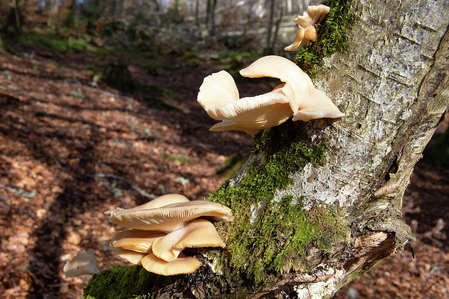 Mushroom Photograph - Oyster Mushrooms by Alternative Perspectives