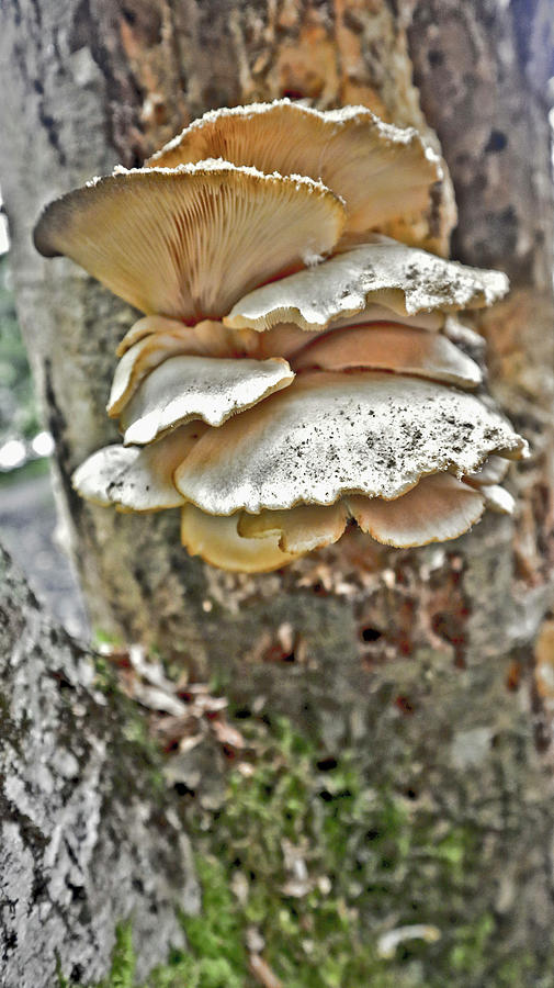 Oyster Mushrooms Photograph by Joyce Dickens