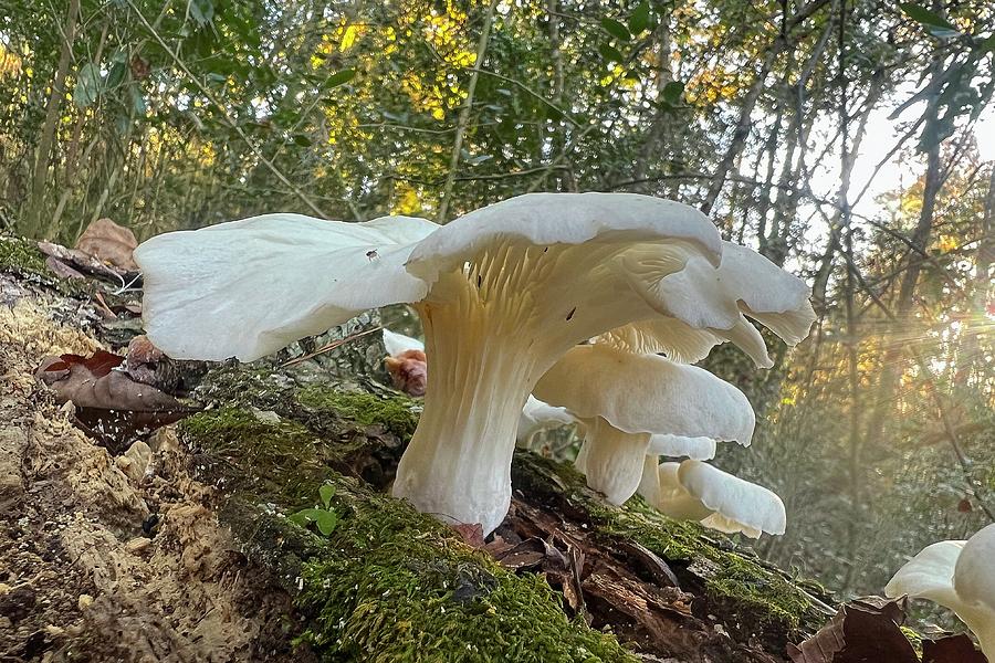 Oyster Mushrooms Photograph by Paul Rebmann