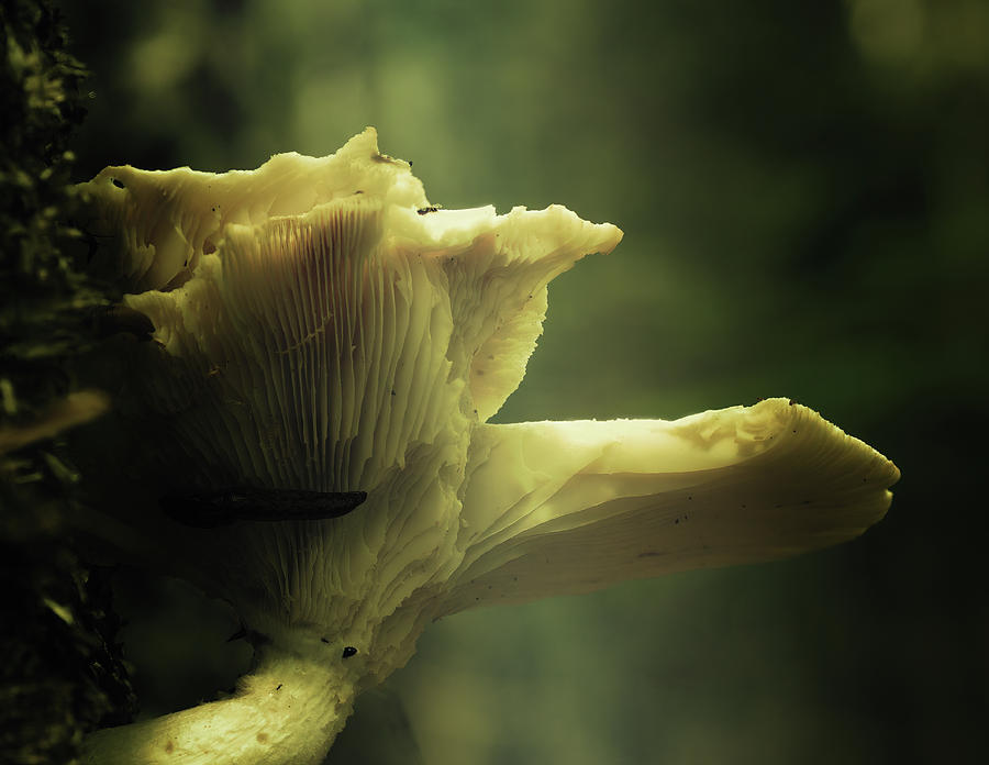 Oyster Mushrooms Photograph by Sue Capuano