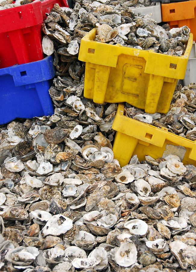 Oyster shells and coloured plastic boxeson a beach Photograph by Lyn Holly Coorg