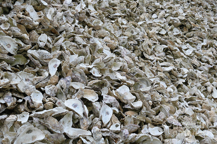 Oyster Shells Photograph by Carol Groenen