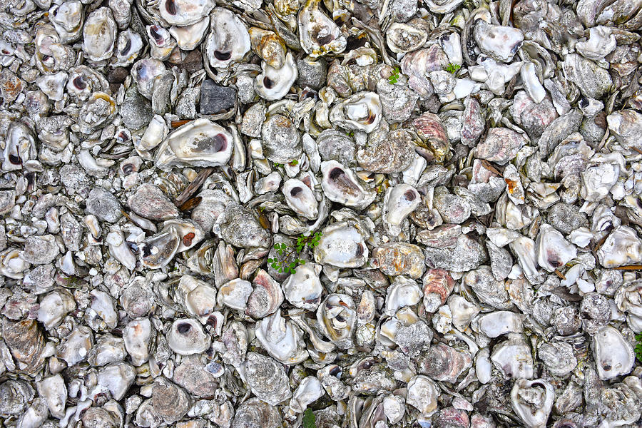 Oyster Shells Photograph