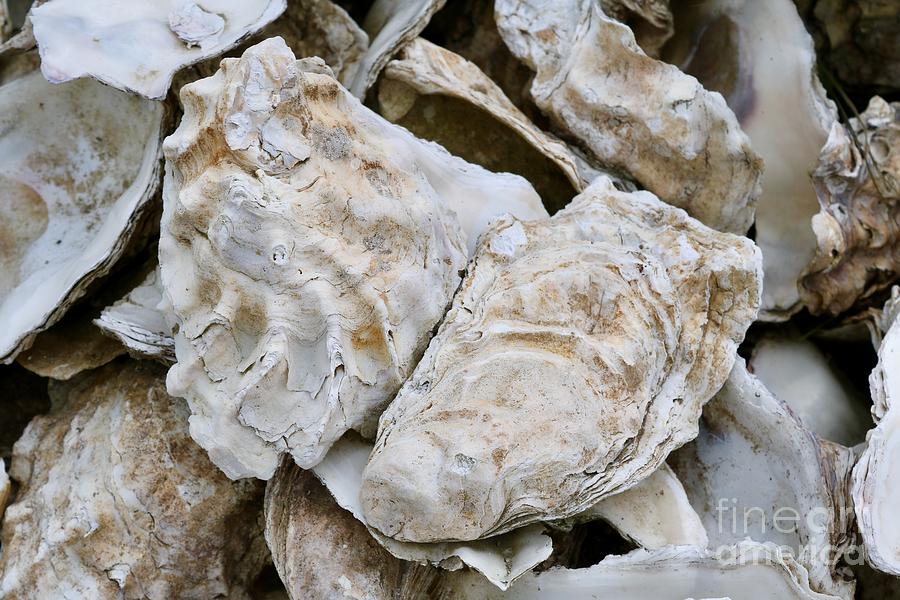 Oyster Shells Closeup Photograph by Carol Groenen