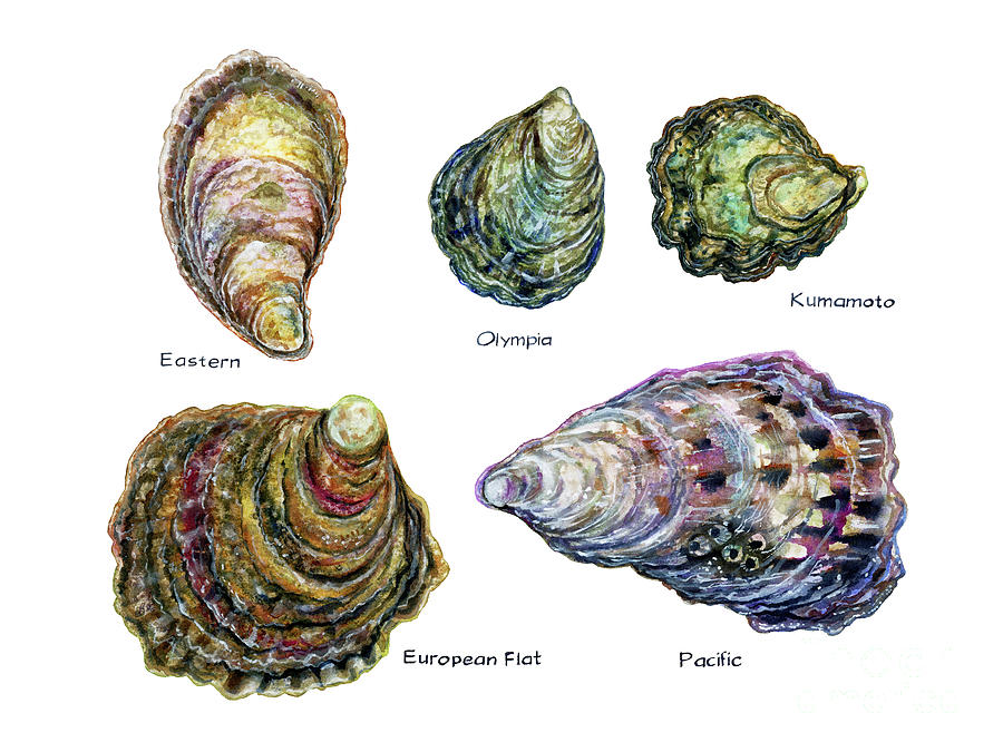 Oyster Types Painting by Zaira Dzhaubaeva