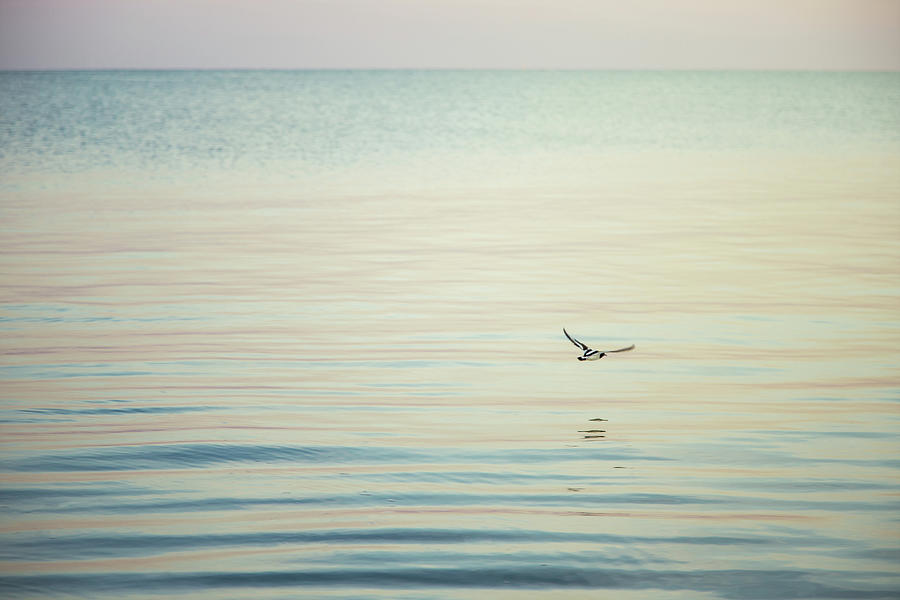 Oystercatcher at Dawn  Photograph by Brooke T Ryan