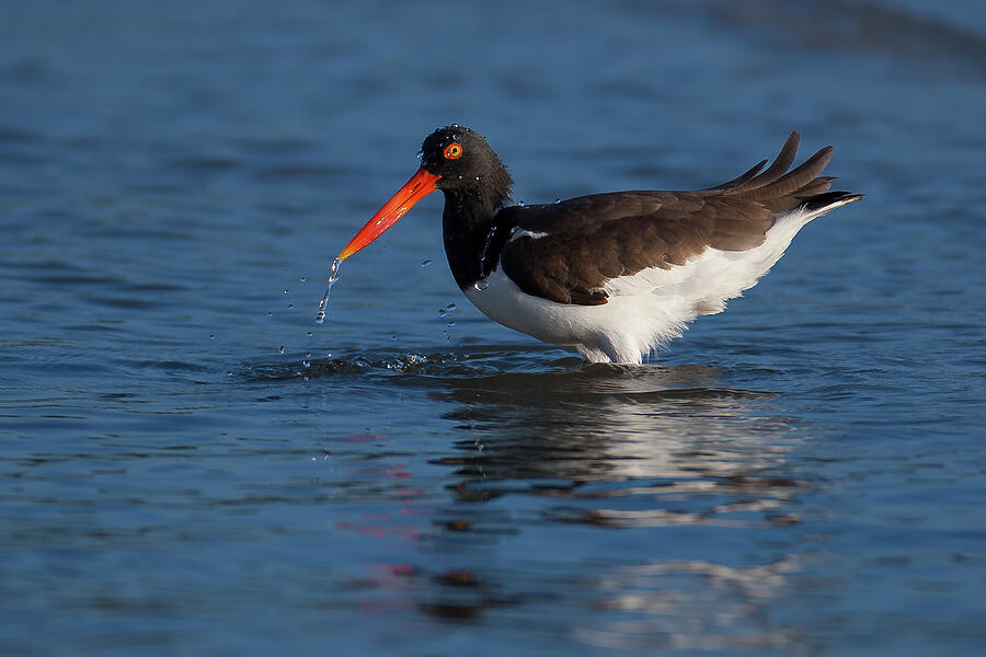 Oystercatcher Bathing Photograph by Daniel Fleming Oystercatcher Bathing Photograph by Daniel Fleming
