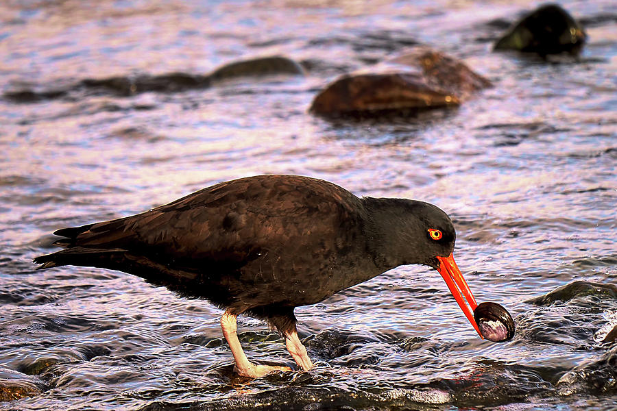 Oystercatcher Claiming a Clam Photograph by Peggy Collins