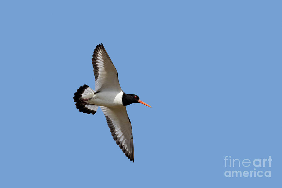 Oystercatcher in Flight Photograph by Arterra Picture Library