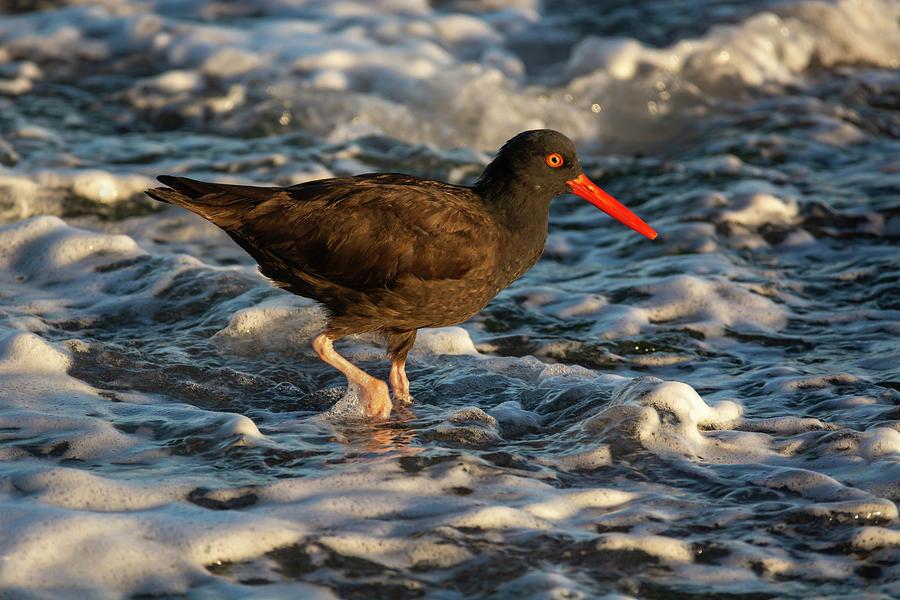 Oystercatcher In The Water 03-02 Photograph