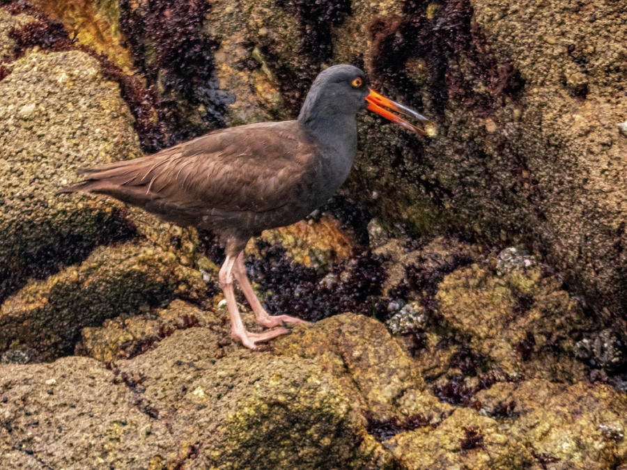 Oystercatcher Lunch Photograph by Dianne Milliard