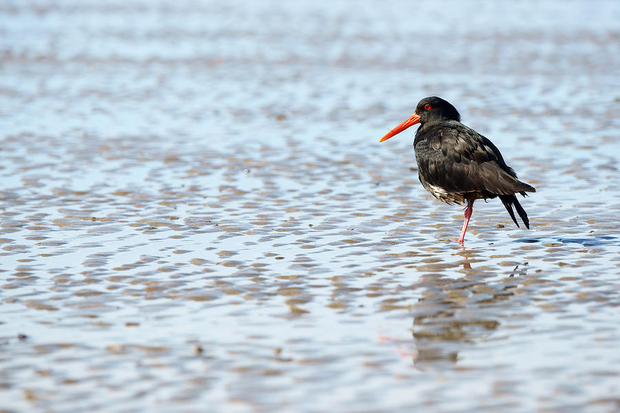 Oystercatcher Photograph by Marco3t