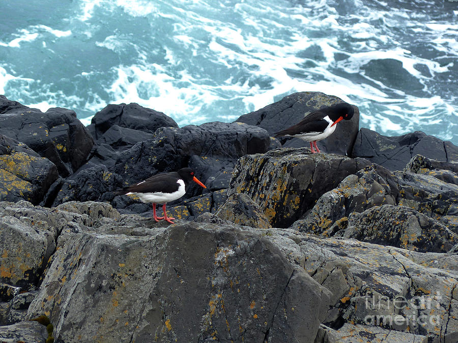 Oystercatchers on rocks at Honningsvag, Norway Photograph by Phil Banks