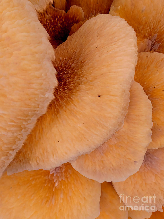 Oysters, Mushrooms Digital Art by Scott S Baker