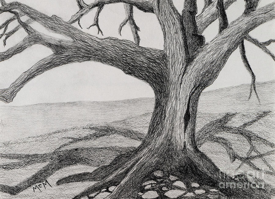 Ozark Oak Drawing by Garry McMichael