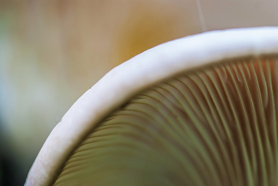 Pa. Fungus Photograph by Gordon Sarti