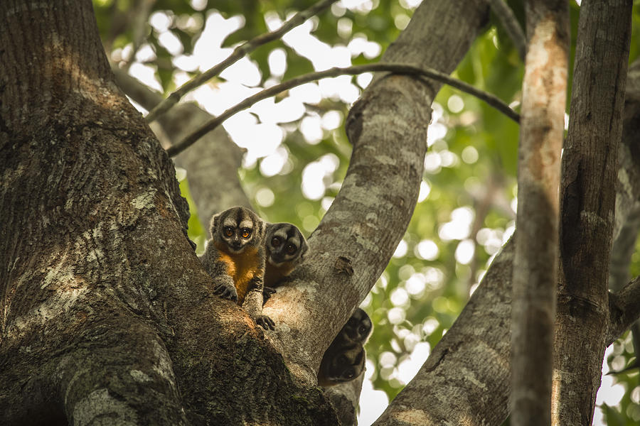 Pacaya Samiria National Reserve - Iquitos - Peru Photograph by Christian Declercq
