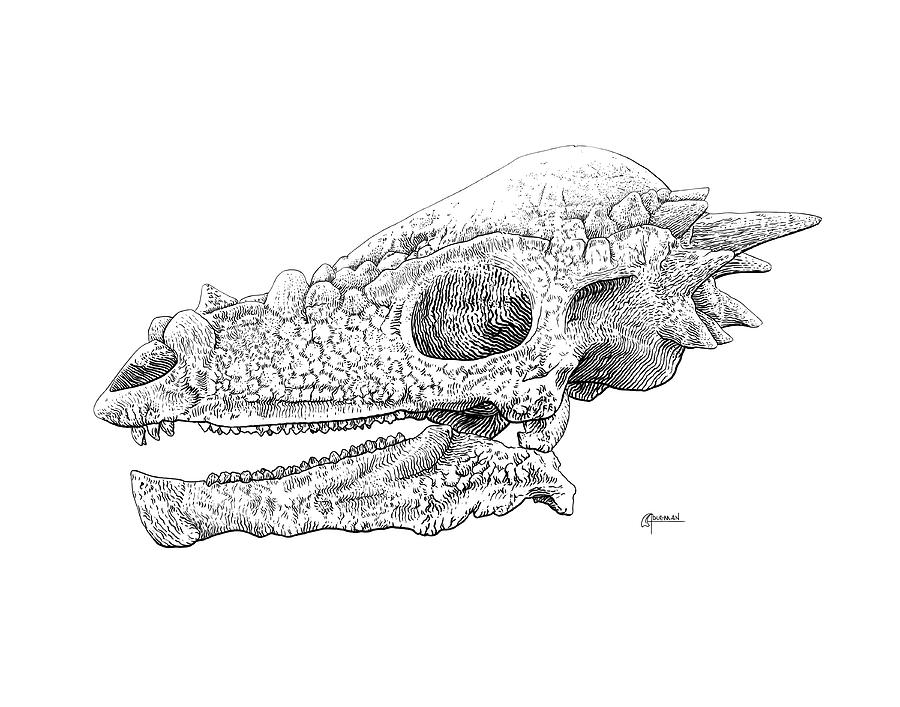 Pachycephalosaurus BW Digital Art by Rick Adleman