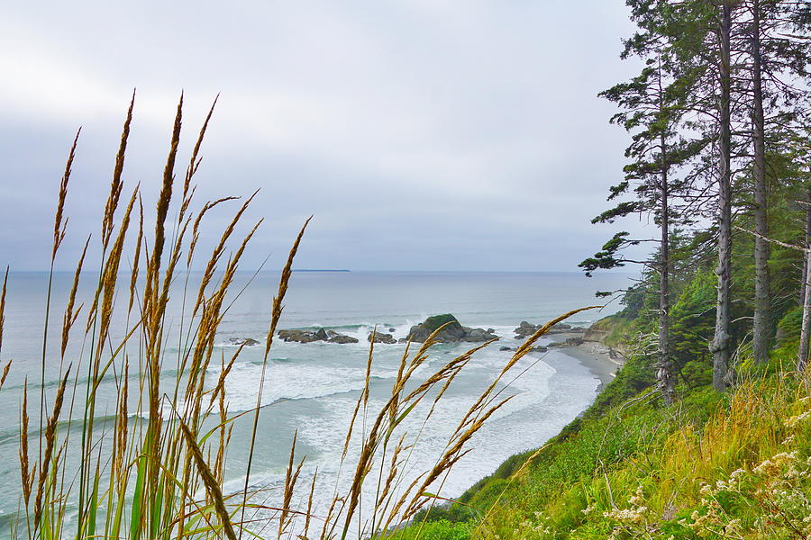 Pacific Beach State Park Photograph by Bill TALICH
