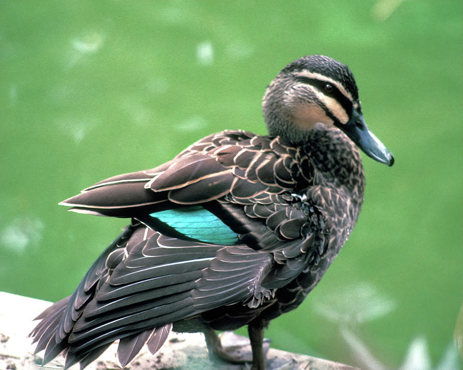 Pacific Black Duck Photograph by Jerry Griffin