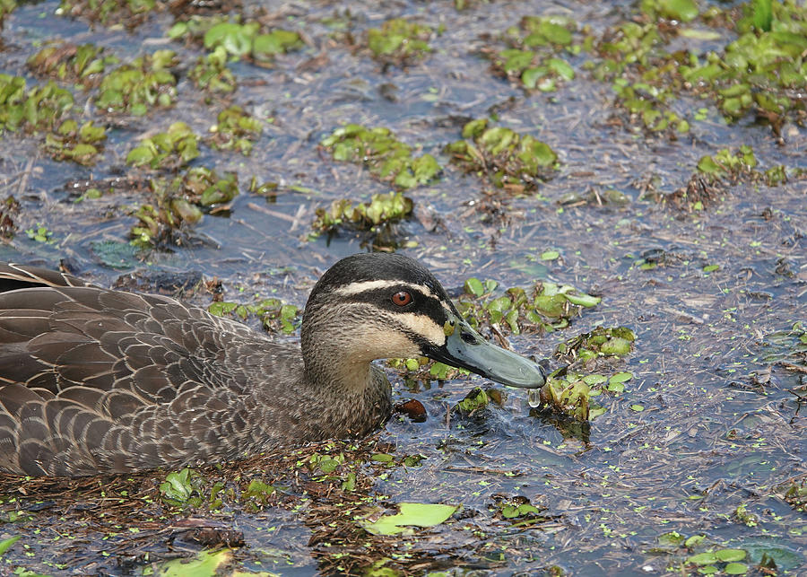 Pacific Black Duck Photograph by Maryse Jansen