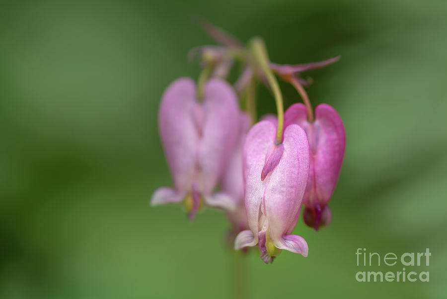 Spring Photograph - Pacific Bleedingheart Wildflower #2 by Nancy Gleason
