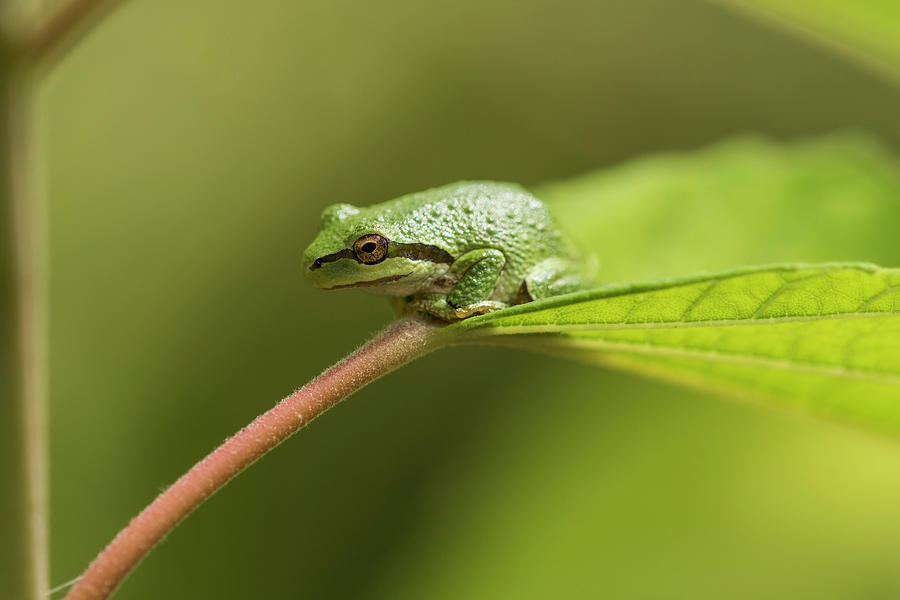 Pacific Chorus Frog Photograph By Robert Potts Fine Art America